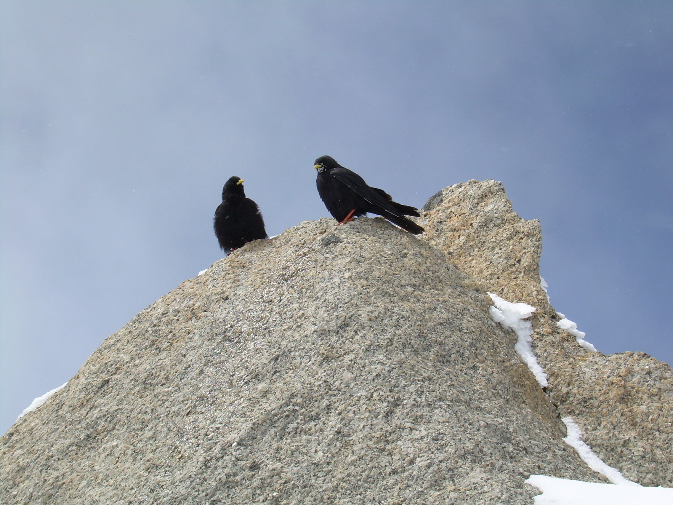 Chuffs, Cosmiques Arete.JPG